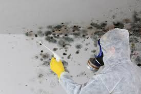 Best Basement Mold Removal  in Taylorvle, IL